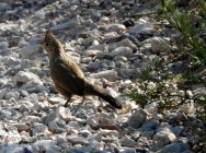 (c) Tom�s Aguirre Vall�s. Gallito Copet�n en Parque Nacional Lihu� Calel. <p>www.ecoregistros.org</p>