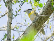 (c) Jorge La Grotteria. Anamb� Verdoso en Parque Nacional El Palmar. <p>www.ecoregistros.org</p>