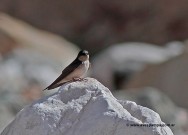 (c) Jorge Mart�n Spinuzza. Golondrina Andina en Sierras de Santa Victoria, Salta. <p>www.avespampa.com.ar</p>