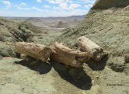 (c) Hern�n Pastore. . 