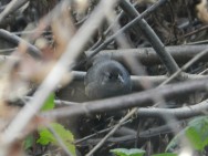 (c) Archivo PN Lago Puelo. . 