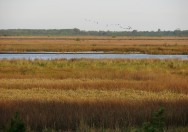 (c) Liliana Ciotek. Humedal en la Reserva Natural Otamendi. 