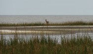 (c) Liliana Ciotek. Ejemplar de Ozotoceros bezoarticus celer. <p>Ejemplar de Venado de las pampas en la costa del R&iacute;o de la Plata del Parque Nacional Campos del Tuy&uacute;.&nbsp;</p>