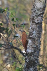 (c) CEBIO. Trepador Grande. 