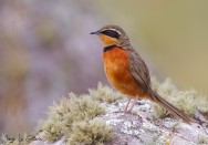 (c) Jorge La Grotteria. Gallito de Collar en el Parque Nacional Quebrada del Condorito. <p>www.ecoregistros.org</p>