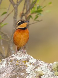 (c) Jorge La Grotteria. Gallito de Collar en el Parque Nacional Quebrada del Condorito. <p>www.ecoregistros.org</p>