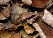 (c) Mart�n Lepez. Los Naranjos - Or�n - Salta. 