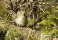 (c) Jos� Aparicio. Ceibas - Entre R�os. 