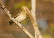 (c) Jos� Aparicio.  Reserva Ecol�gica de Costanera Sur - Buenos Aires. 