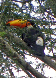 (c) David Dario ARGA�?ARAZ. TUCAN GRANDE. 