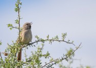 (c) Emilio Mart�n P�rez. Reserva Privada Punta del Agua (Luj�n) - San Luis. 
