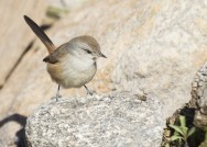 (c) Emilio Mart�n P�rez. Reserva quebrada Las Higueritas - San Luis. 