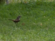 (c) Emilio Mart�n P�rez. Reserva Privada Punta del Agua (Luj�n) - San Luis. 
