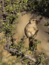 (c) Emilio Mart�n P�rez. Reserva Natural Villavicencio. 