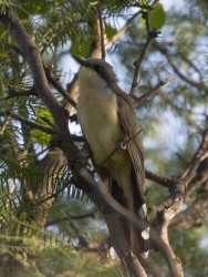 (c) Emilio Mart�n P�rez. Reserva Privada Punta del Agua (Luj�n) - San Luis. 