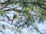 (c) Emilio Mart�n P�rez. Reserva Privada Punta del Agua (Luj�n) - San Luis. 