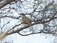 (c) Emilio Mart�n P�rez. Reserva Privada Punta del Agua (Luj�n) - San Luis. 