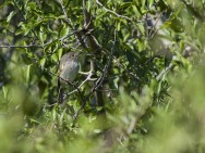 (c) Emilio Mart�n P�rez. Reserva Privada Punta del Agua (Luj�n) - San Luis. 