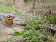(c) Emilio Mart�n P�rez. Reserva Natural Estricta Quebrada de las Higueritas - San Luis. 