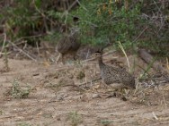 (c) Emilio Martin Perez. Luj�n - San Luis. 