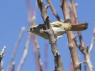(c) Emilio Mart�n Perez. Reserva Privada Punta del Agua (Luj�n) - San Luis. 