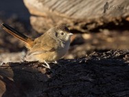 (c) Emilio Mart�n Perez. Reserva Privada Punta del Agua (Luj�n) - San Luis. 