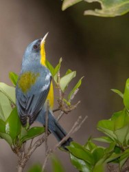 (c) Emilio Mart�n P�rez. Esteros del Iber� - Corrientes. 