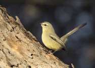 (c) Emilio Mart�n P�rez. Reserva Privada Punta del Agua (Luj�n) - San Luis. 