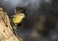 (c) Emilio Mart�n P�rez. Reserva Privada Punta del Agua (Luj�n) - San Luis. 