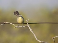 (c) Emilio Mart�n P�rez. Reserva Natural Villavicencio. 