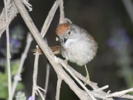 (c) Emilio Mart�n P�rez. Reserva Natural Villavicencio. 