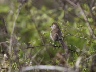 (c) Emilio Mart�n P�rez. Tigre - Buenos Aires. 