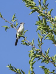 (c) Emilio Mart�n P�rez. Tulumba - C�rdoba. 