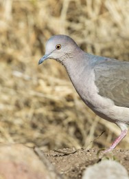 (c) Emilio Mart�n P�rez. Reserva Natural Estricta Quebrada de las Higueritas - Luj�n - San Luis. 