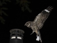 (c) Emilio Mart�n P�rez. Reserva Natural Villavicencio - Mendoza. 