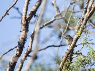 (c) Emilio Martin Perez. Reserva Privada Punta del Agua (Luj�n) - San Luis. 