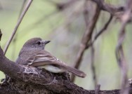 (c) Emilio Martin Perez. Reserva Privada Punta del Agua (Luj�n) - San Luis. 
