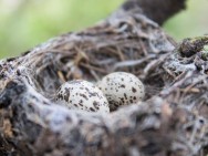 (c) Emilio Martin Perez. Reserva Privada Punta del Agua (Luj�n) - San Luis. 