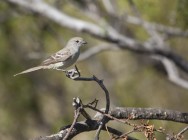 (c) Emilio Martin Perez. Reserva Natural Villavicencio - Mendoza. 