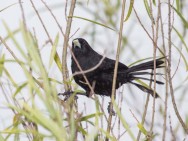 (c) Emilio Martin Perez. Esteros del Iber� - Corrientes. 