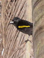 (c) Emilio Martin Perez. Esteros del Iber� - Corrientes. 