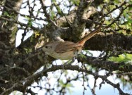 (c) Walter Bustamante. Pampa de Olaen - C�rdoba. 