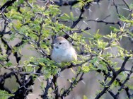 (c) Walter Bustamante. Pampa de Olaen. 