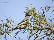 (c) Walter Bustamante. San Marcos Sierra - C�rdoba. 