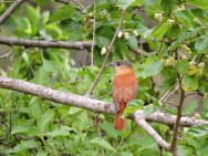 (c) Walter Bustamante. . 