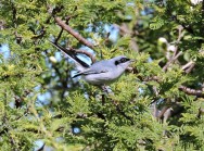 (c) Walter Bustamante. . 