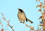 (c) Walter Bustamante. . 