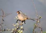 (c) Walter Bustamante. . 