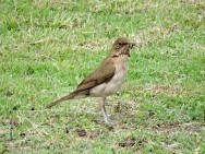 (c) Walter Bustamante. . 