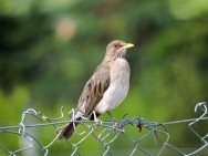 (c) Walter Bustamante. . 